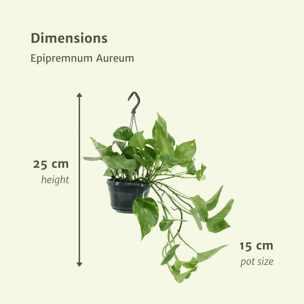 2x Epipremnum Aureum, Scindapsus, 25 cm, Ø15 cm