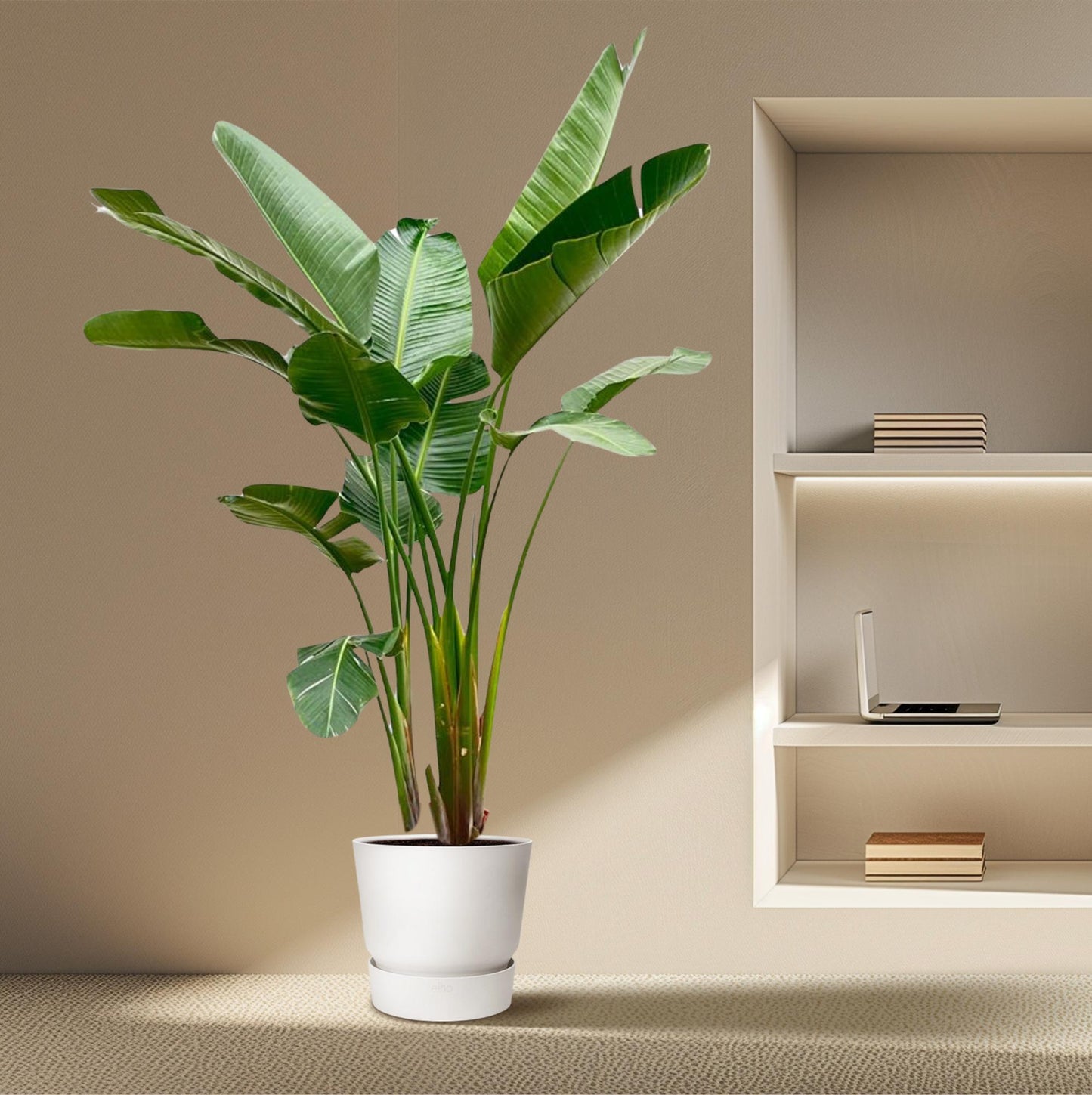 Strelitzia augusta de luxe XXL – 250cm – Ø38