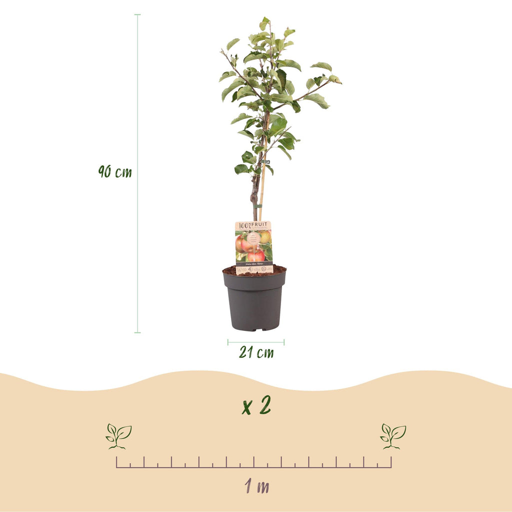 Obstbaum, Malus domestica Elstar, Apfelbaum, Winterhart, Rot-Grüner Apfel, 1 Pflanze, Topf 21 cm, 90 cm