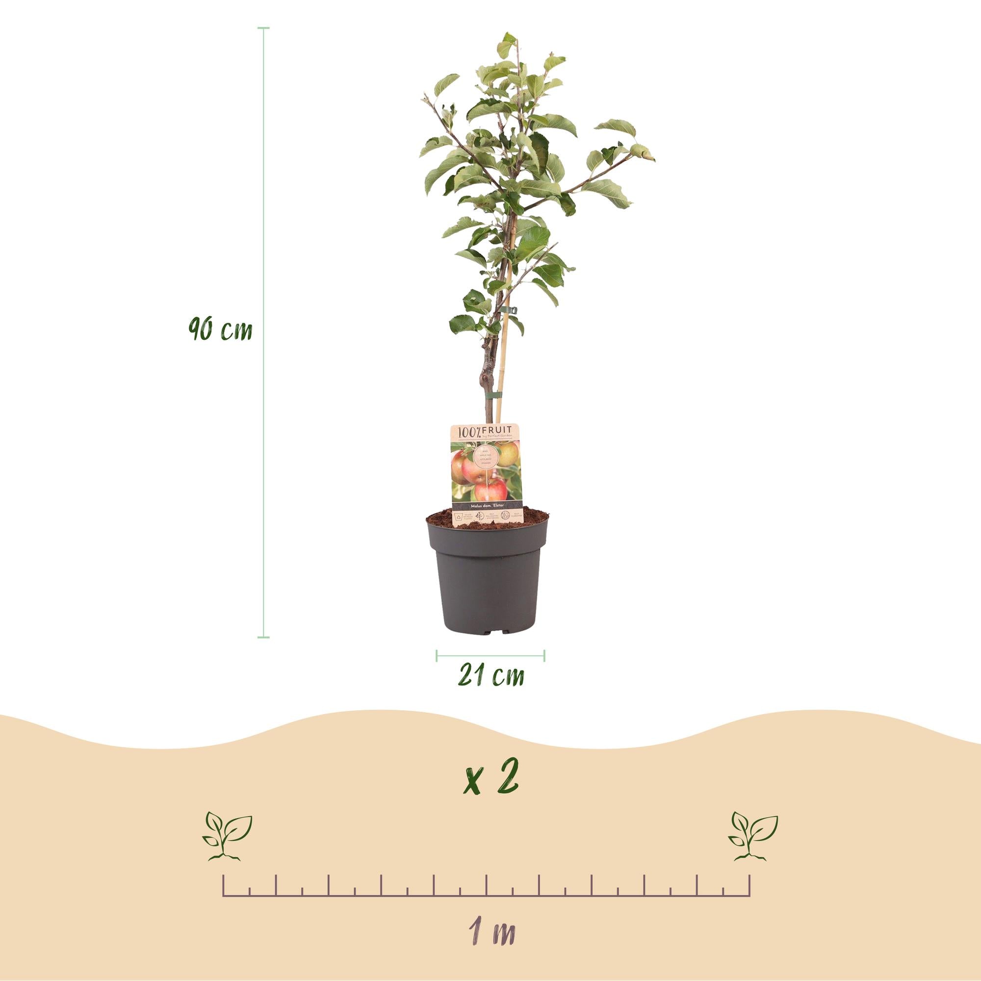 Obstbaum, Malus domestica Elstar, Apfelbaum, Winterhart, Rot-Grüner Apfel, 1 Pflanze, Topf 21 cm, 90 cm