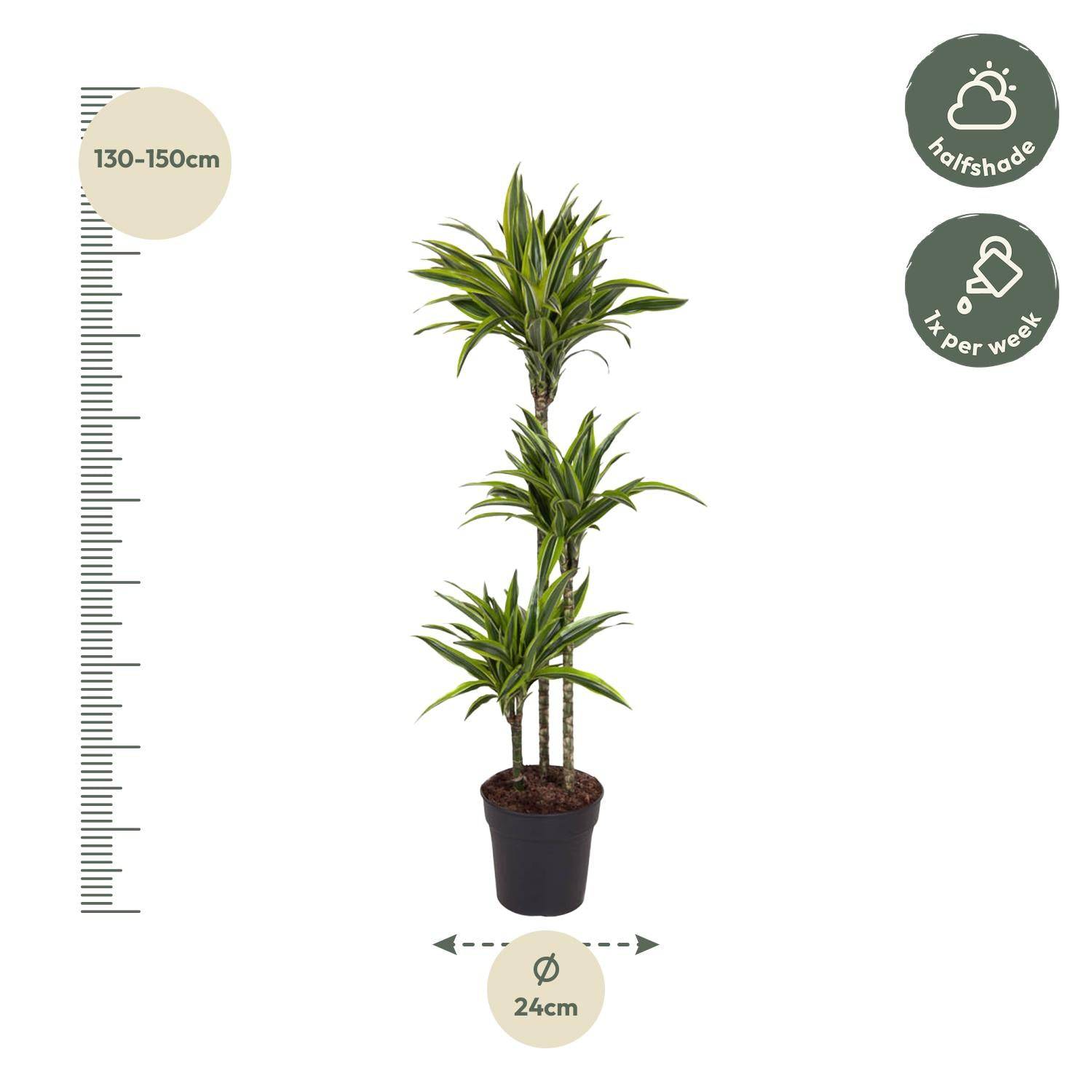 Dracaena Lemon Lime – 130 cm – Ø24 - Botanic-Vibes