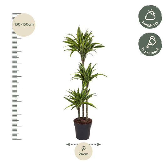 Dracaena Lemon Lime – 130 cm – Ø24 - Botanic-Vibes