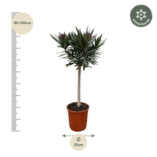 Nerium oleander auf Stamm mit roter Blüte – 90 cm – Ø22