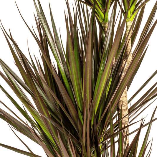 Dracaena Marginata Magenta Ø21cm - ↕110 - 130cm - Botanic-Vibes
