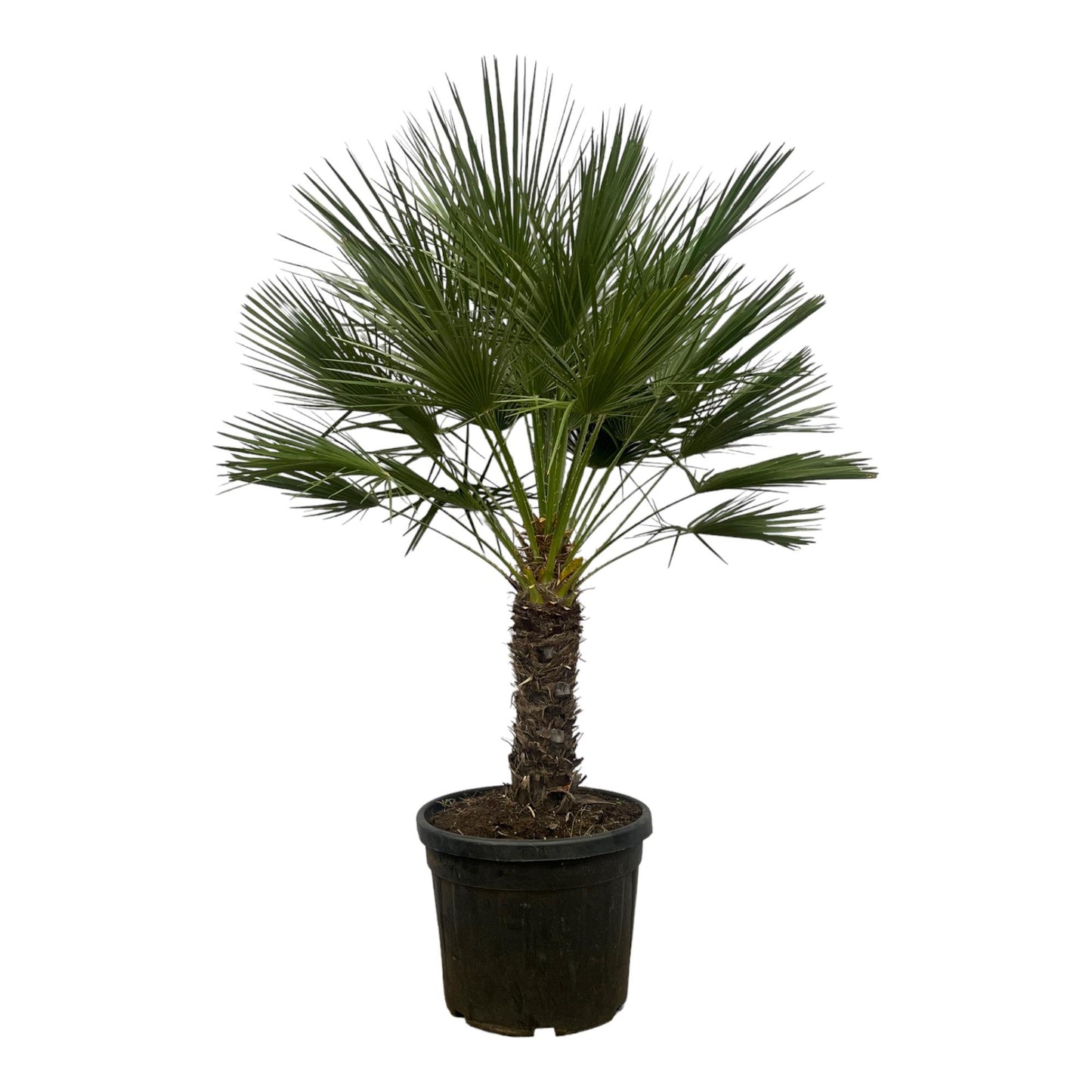 Chamaerops humilis auf Stamm – 150 cm – Ø45