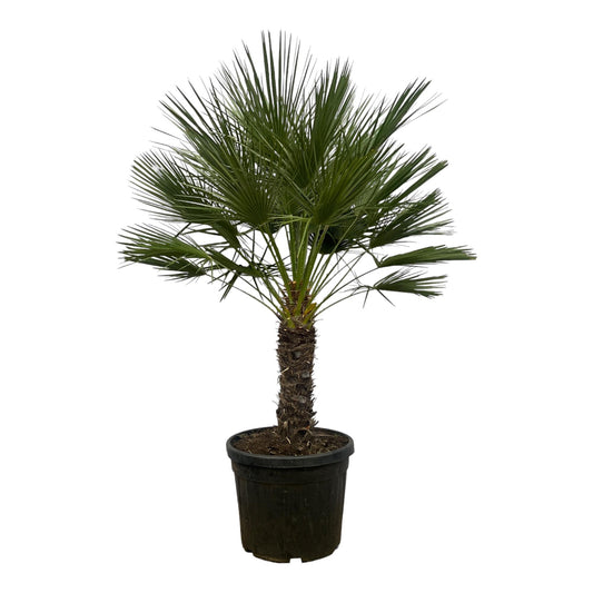 Chamaerops humilis auf Stamm – 150 cm – Ø45