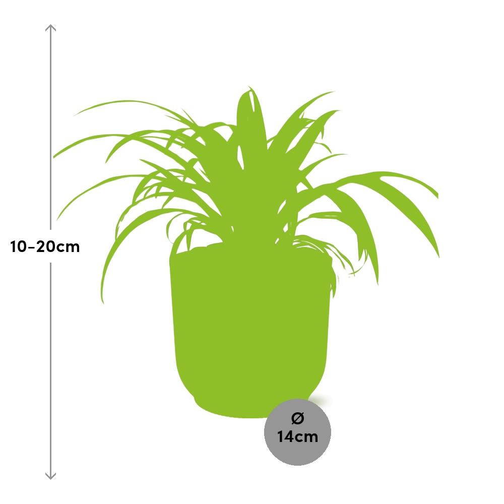 Chlorophytum Comosum Variegatum im ELHO Vibes Fold, 14 cm, rosa