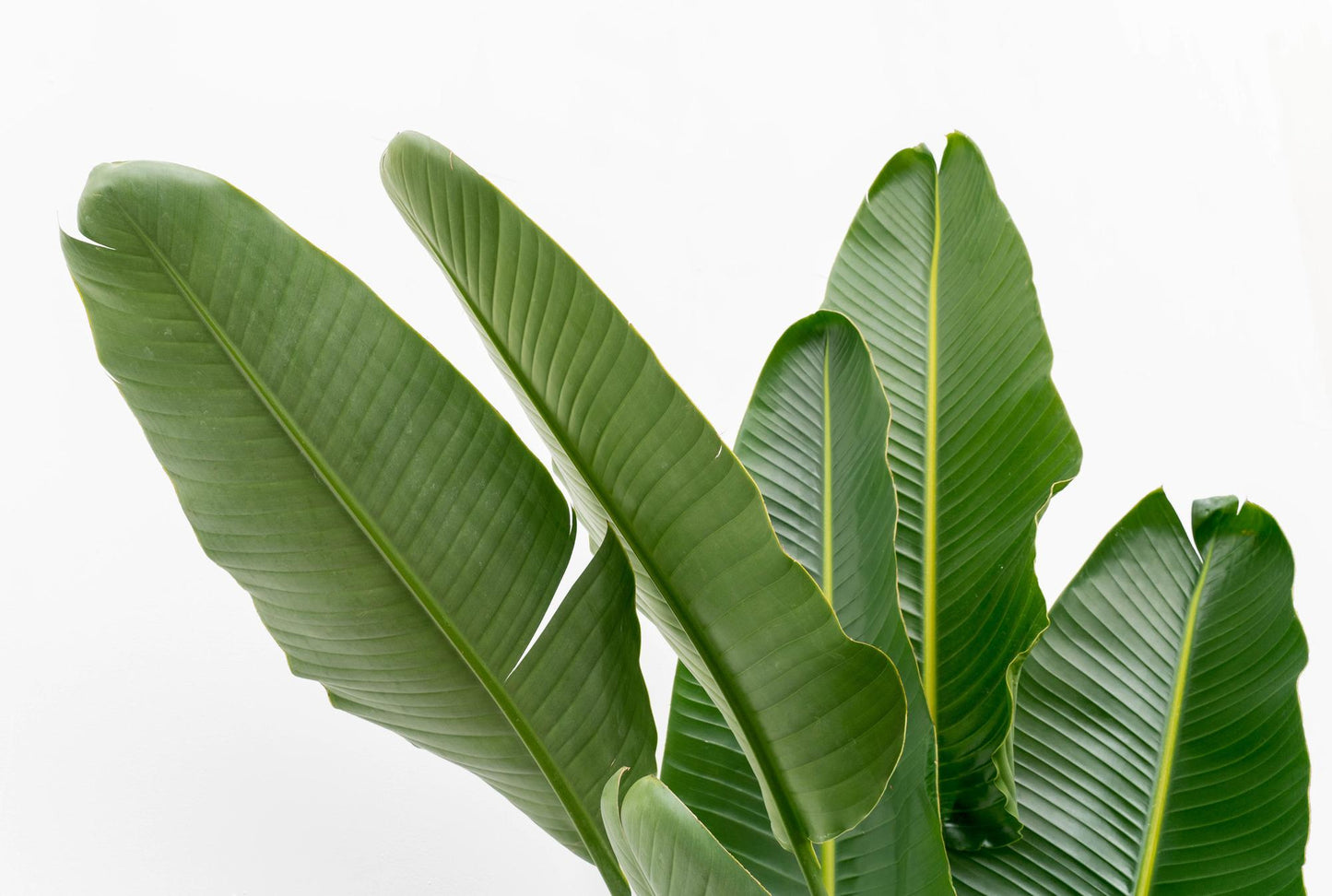Strelitzia augusta multi-stamm XXL – 225 cm – Ø40