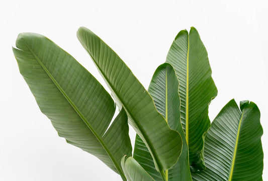 Strelitzia augusta multi-stamm XXL – 225 cm – Ø40