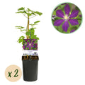 Kletterpflanze, Clematis Mikelite, Blüte Lila, Wenig Pflege, 2 Pflanzen, Topf 11 cm 40 cm