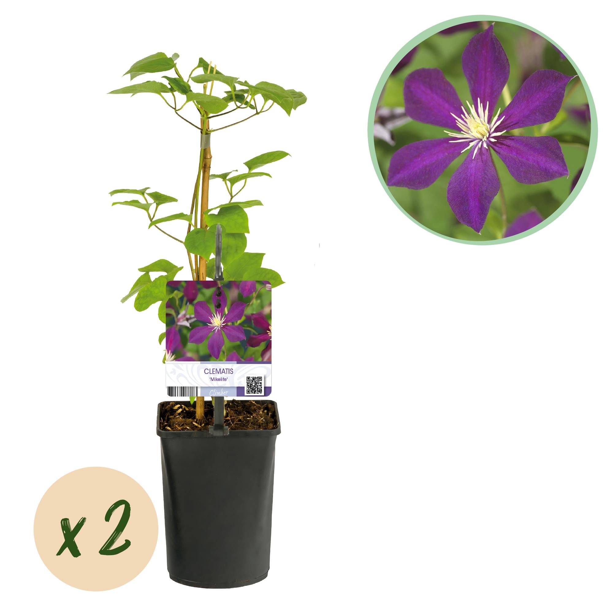 Kletterpflanze, Clematis Mikelite, Blüte Lila, Wenig Pflege, 2 Pflanzen, Topf 11 cm 40 cm
