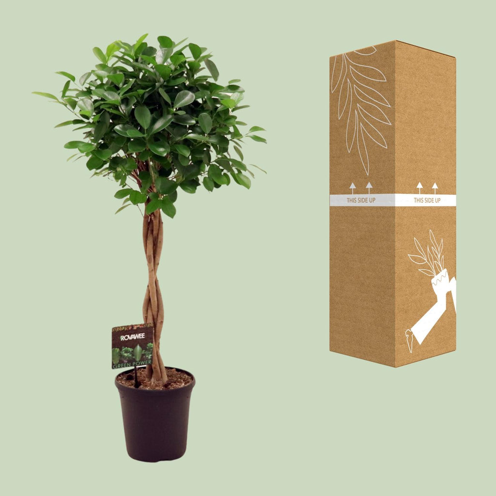 Ficus Micr. Moclame, Ø23 cm, 110 cm