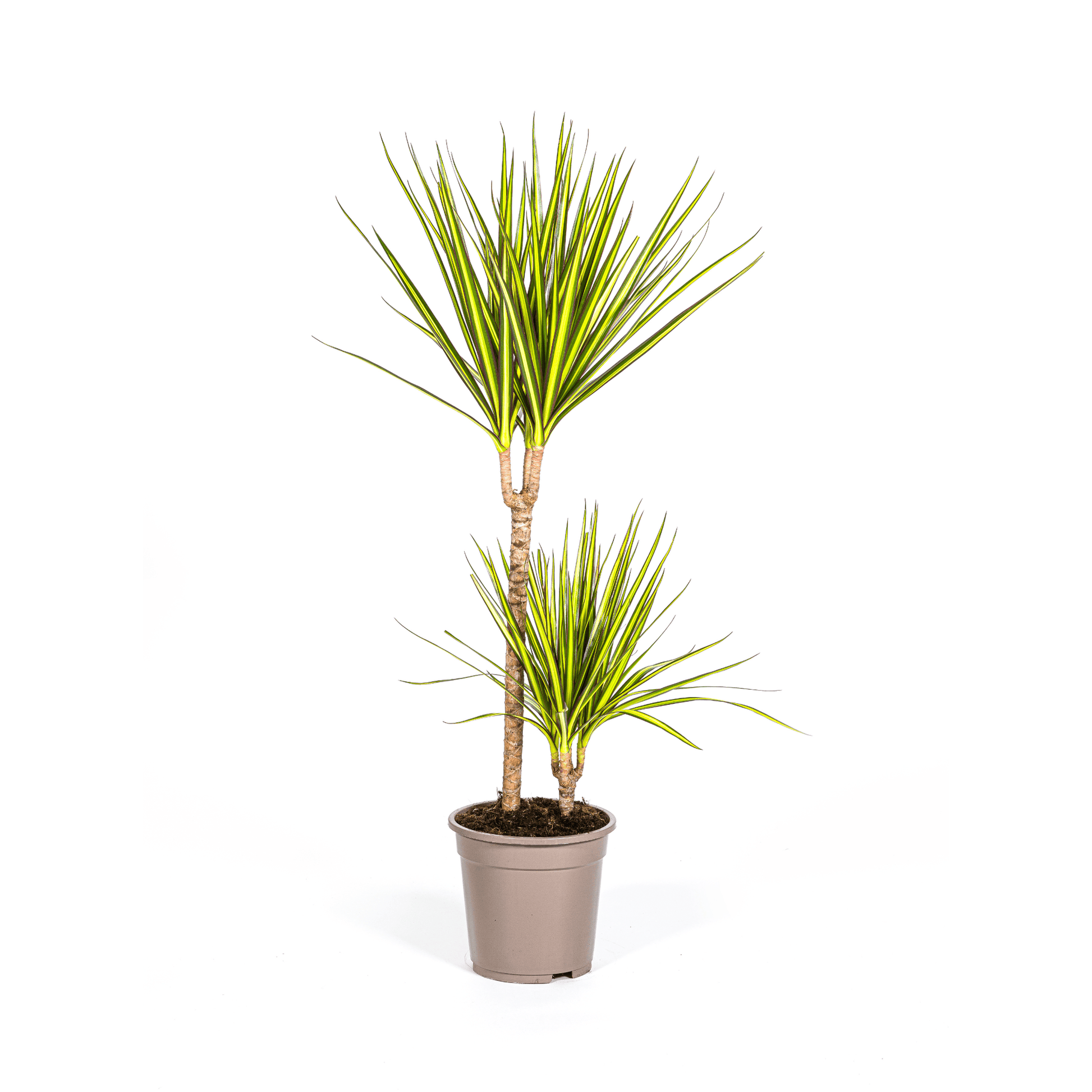 Dracaena Marginata Sunray Ø19cm - ↕80-100cm - Botanic-Vibes