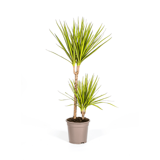 Dracaena Marginata Sunray Ø19cm - ↕80-100cm - Botanic-Vibes