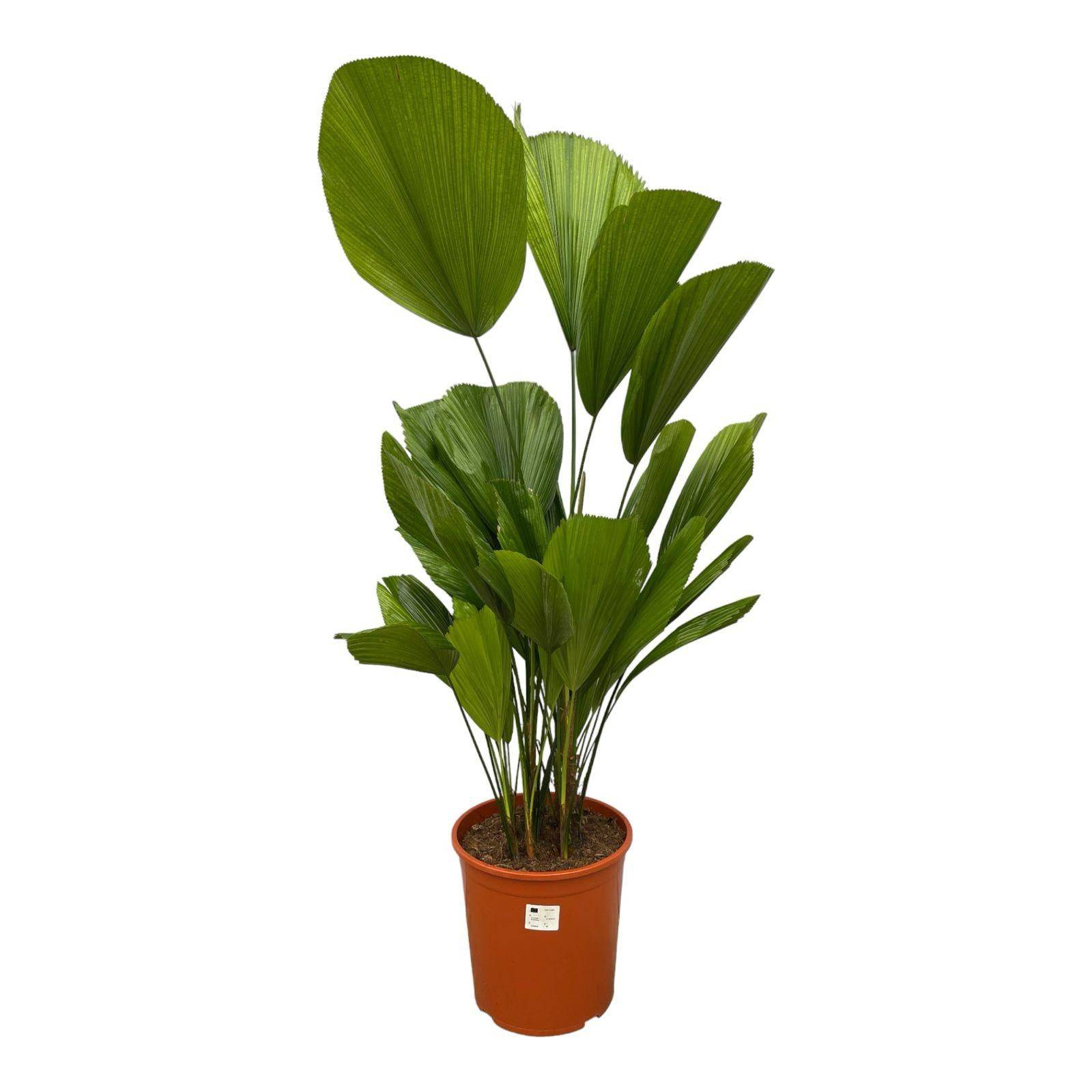 Licuala grandis – 150 cm – Ø30 - Botanic-Vibes