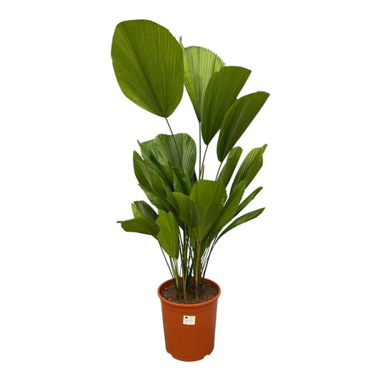 Licuala grandis – 150 cm – Ø30 - Botanic-Vibes