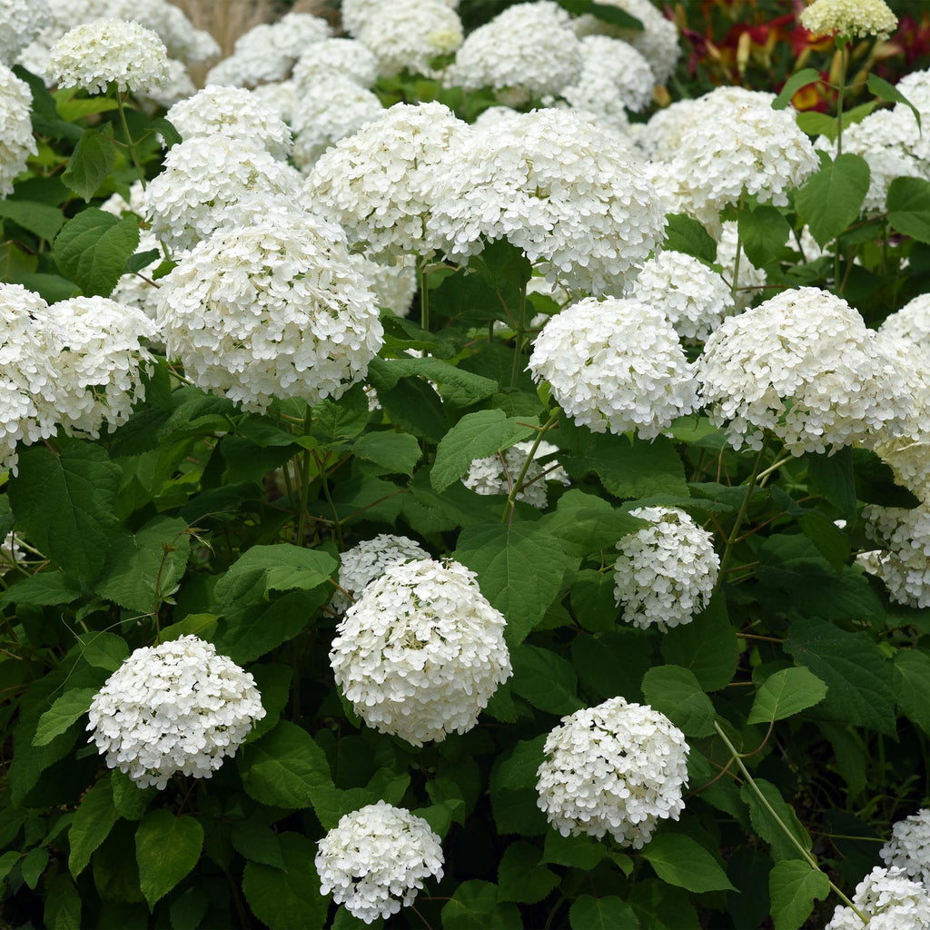 Hydrangea arborescens Annabelle, Bauernhortensie, Winterhart, Weiß, 3 Pflanzen, Topf 12 cm, 20-30 cm