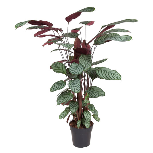 Calathea Oppenheimiana – 130 cm – ø27
