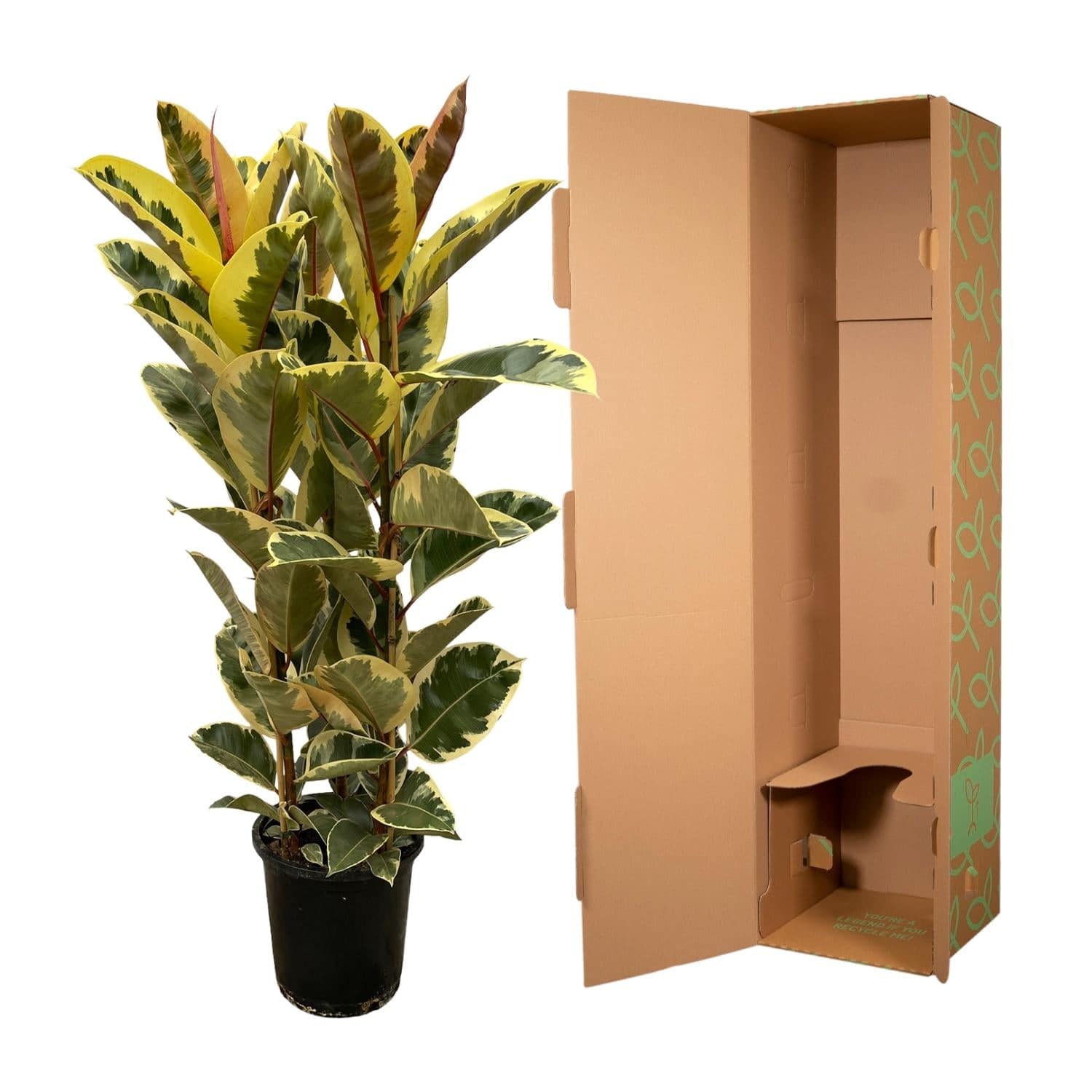 Ficus elastica 'Tineke' Strauch – 160 cm – Ø28 - Botanic-Vibes
