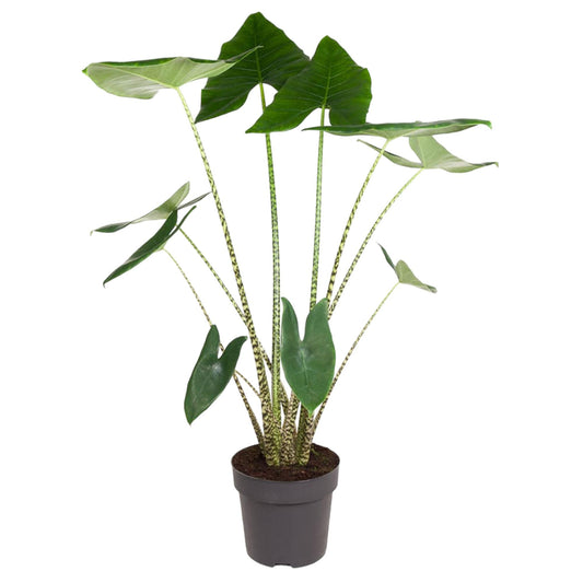 Alocasia Zebrina – 130 cm – Ø32