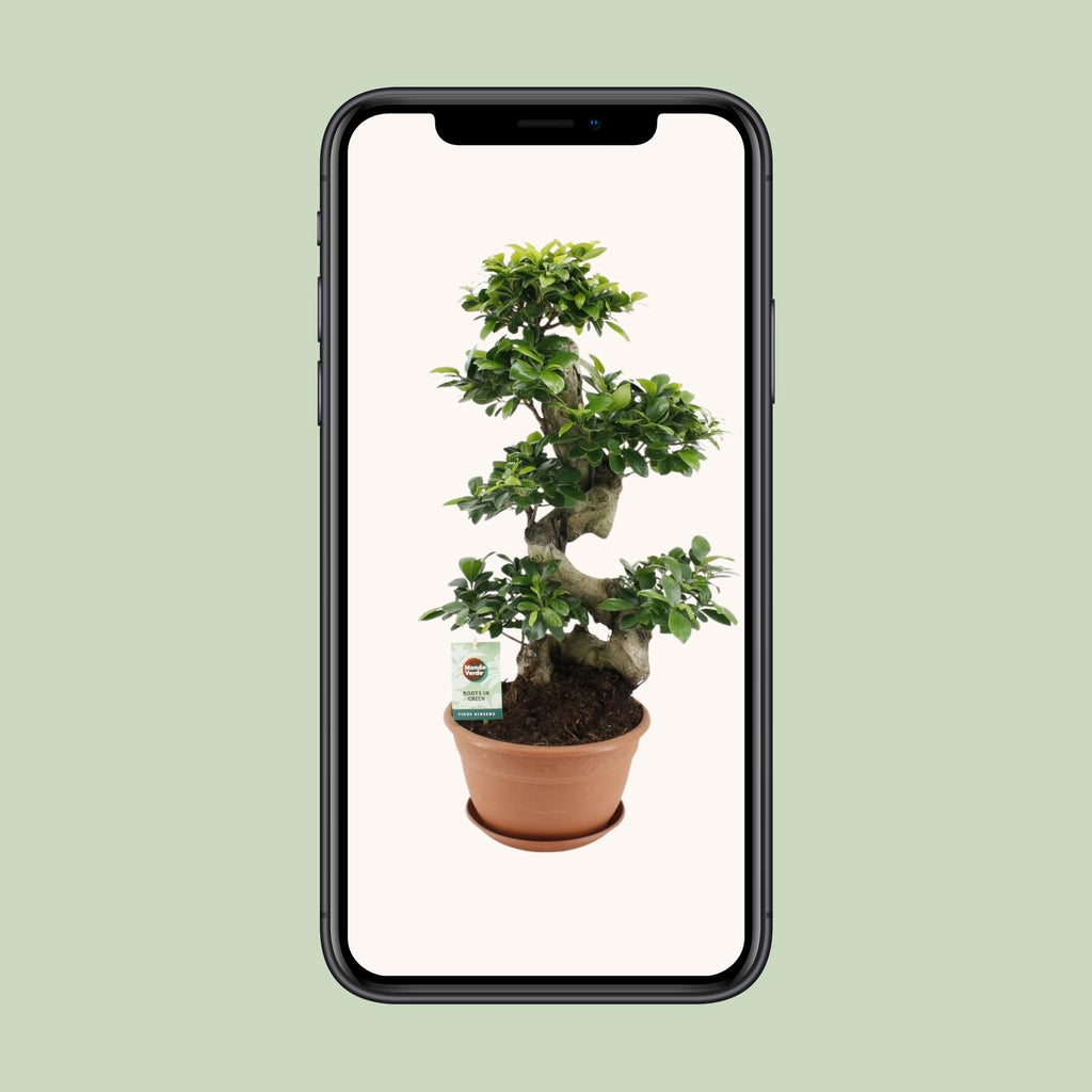 Ficus Ginseng, Ø27 cm, 70 cm