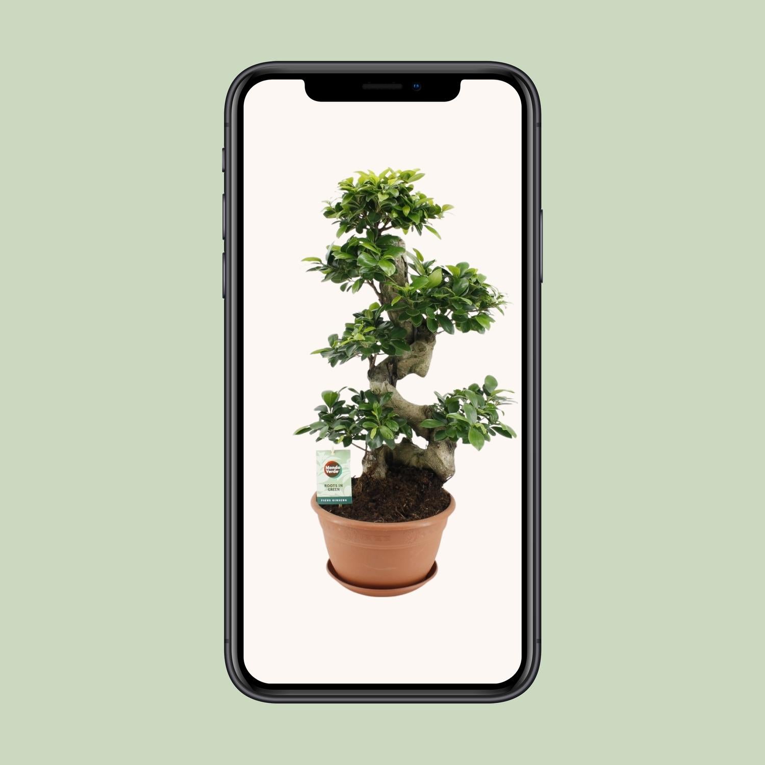 Ficus Ginseng, Ø27 cm, 70 cm