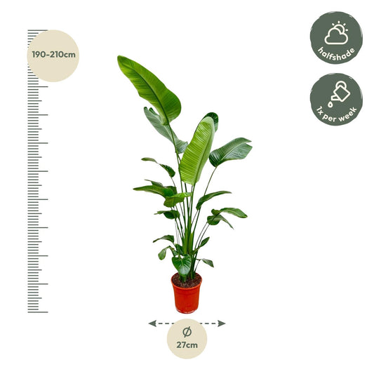 Strelitzia nicolai – 180–200 cm – Ø24–27