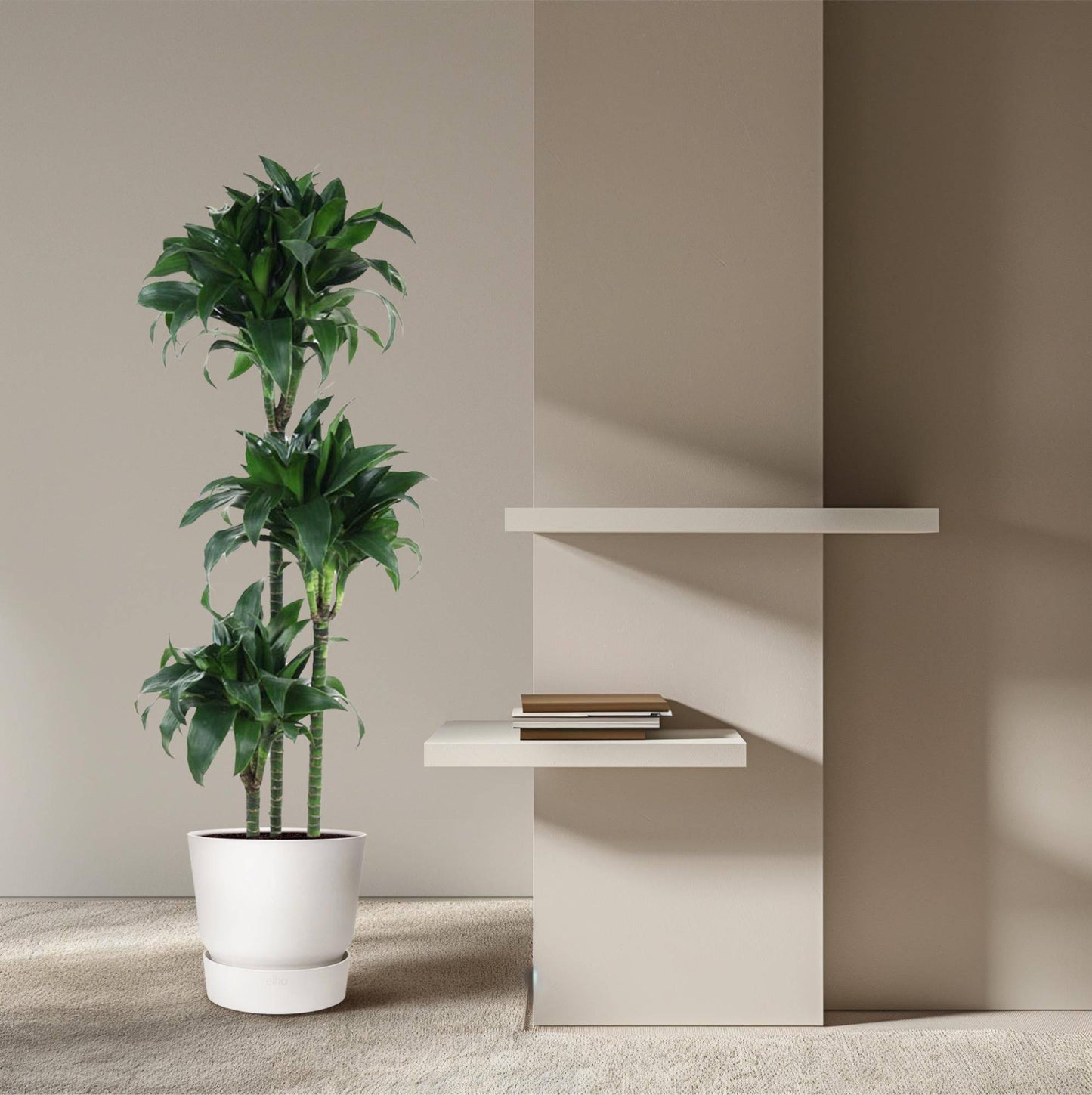 Dracaena Tatuade – 140 cm – Ø24 - Botanic-Vibes