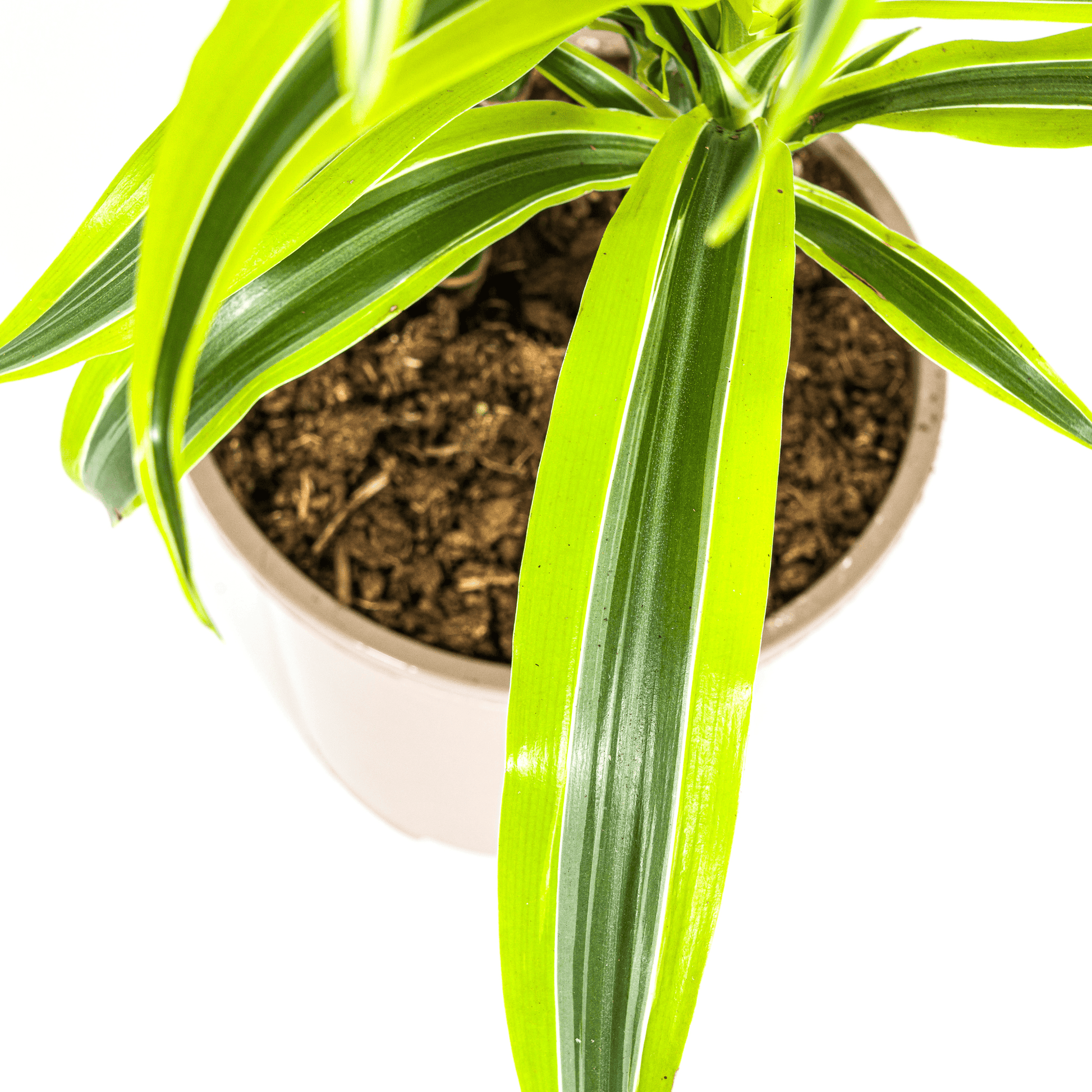 Dracaena Deremensis Lemon Lime Ø19cm - ↕70 - 90cm - Botanic-Vibes