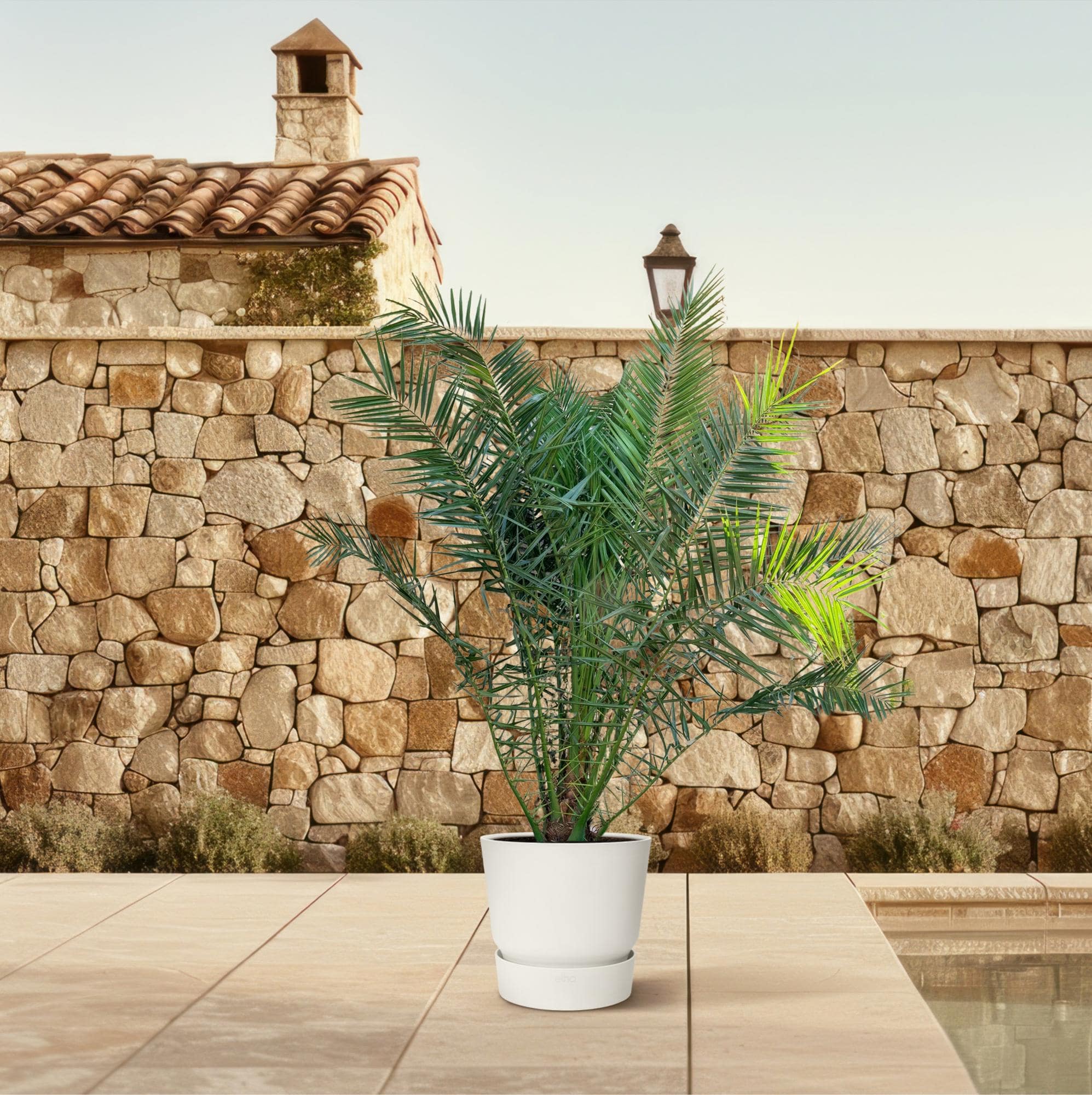 Phoenix canariensis – 300 cm – Ø50 - Botanic-Vibes