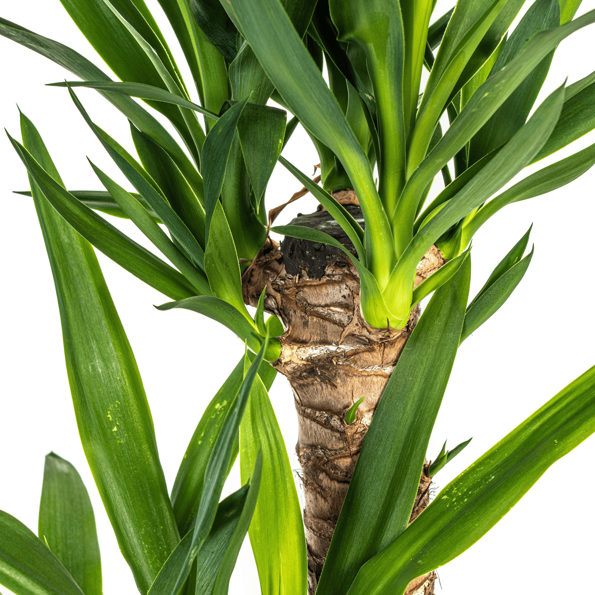 Yucca Elephantipes Ø19cm - ↕70 - 90cm - Botanic-Vibes