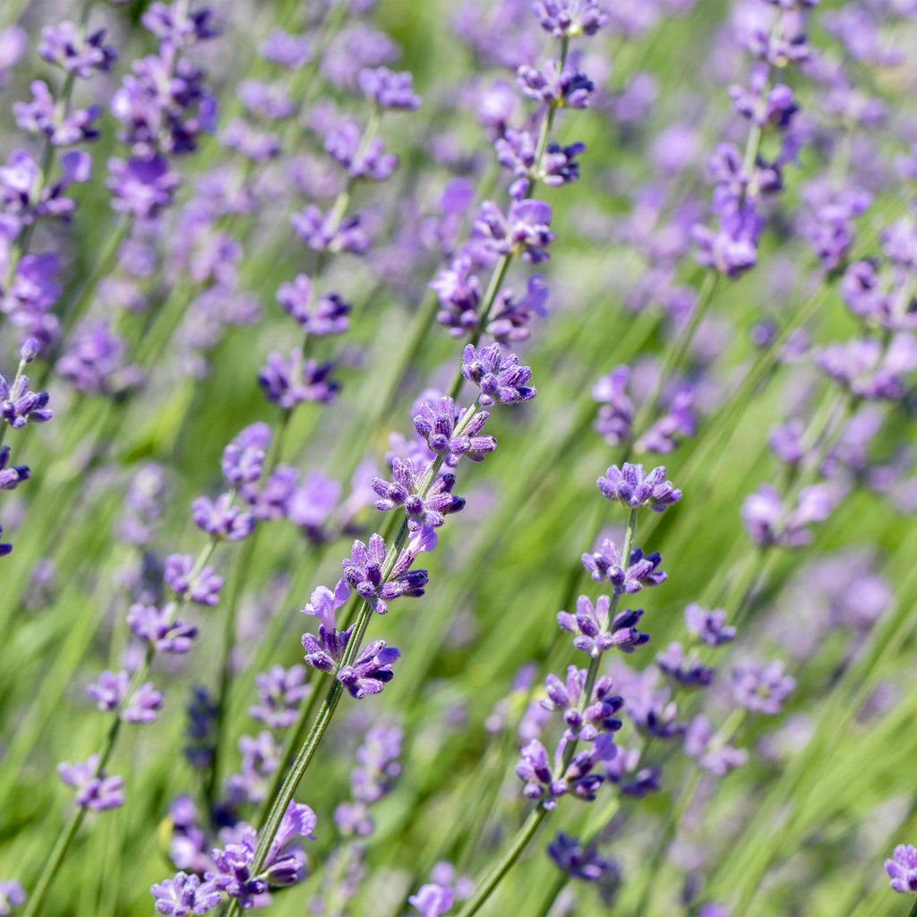 Heckenpflanzen, Lavandula angustifolia Hidcote, graues Blatt, 6 Pflanzen, 1 laufender Meter, immergrün, Topf 17 cm 30 cm