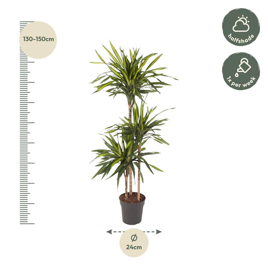 Dracaena Riki – 140 cm – Ø24 - Botanic-Vibes