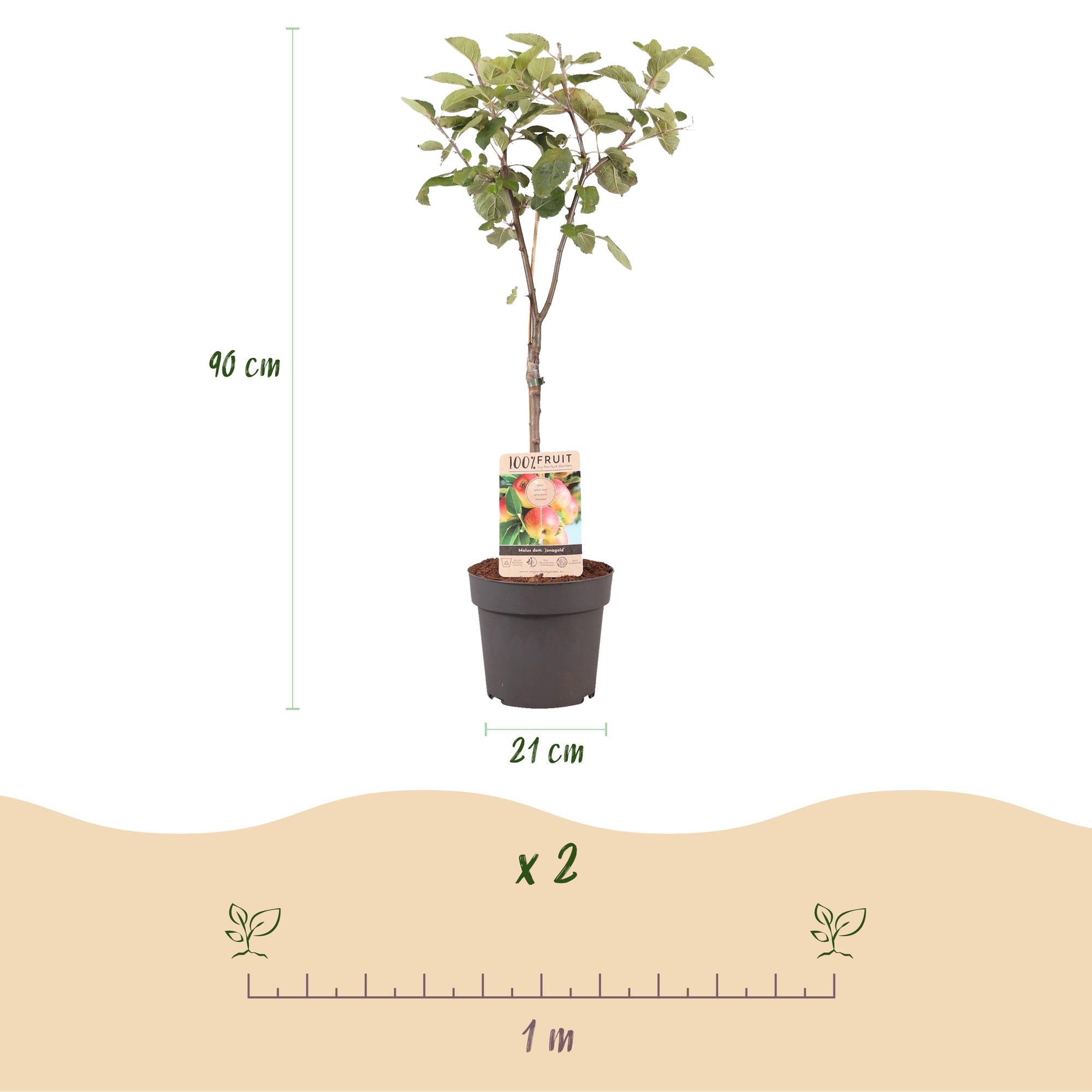 Obstbaum, Malus domestica Jonagold, Apfelbaum, Winterhart, Gelb-Grüner Apfel, 1 Pflanze, Topf 21 cm, 90 cm
