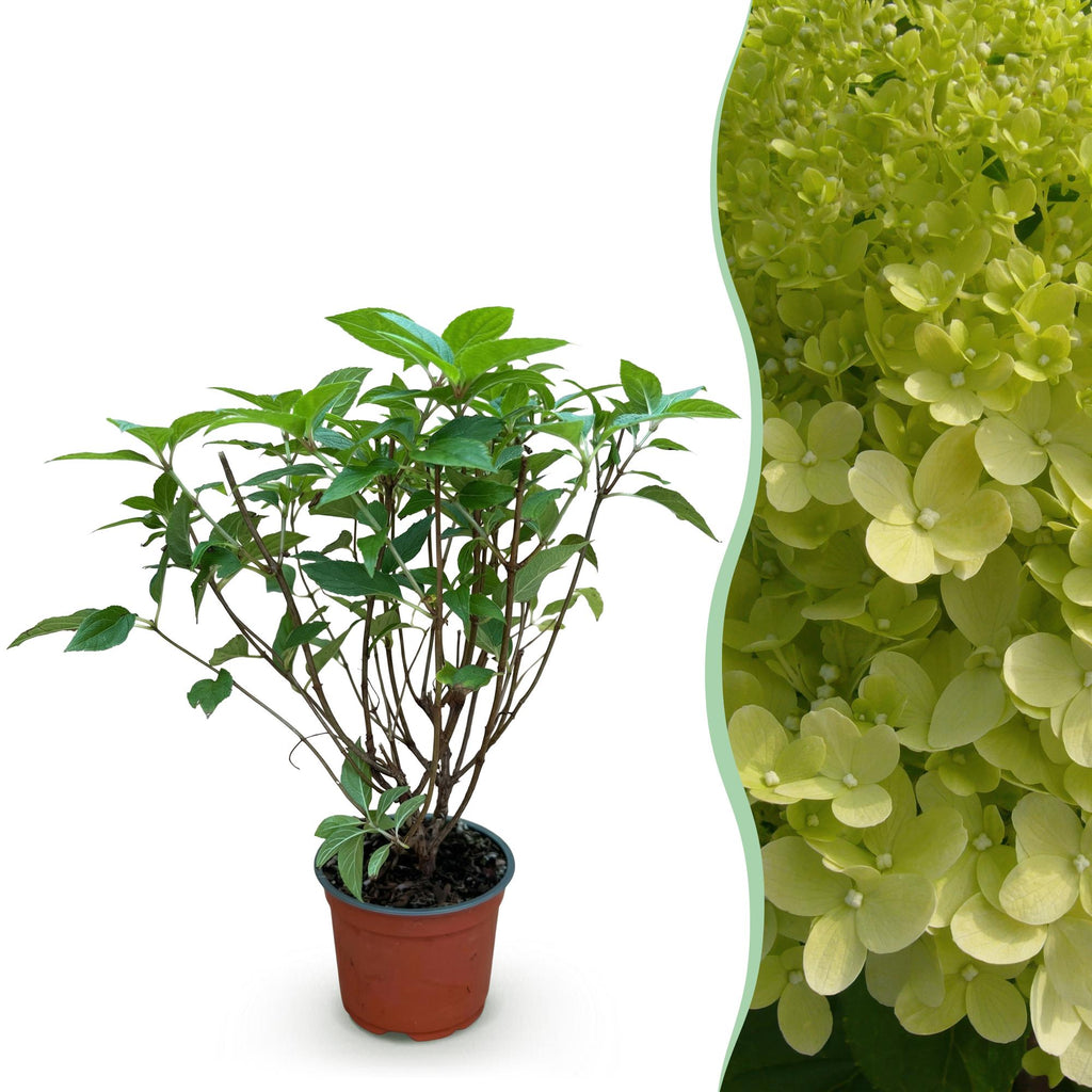 Hydrangea panniculata Limelight, Rispenhortensie, Winterhart, Limettengrün, 1 Pflanze, Topf 12 cm, 20-30 cm