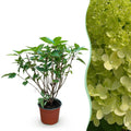 Hydrangea panniculata Limelight, Rispenhortensie, Winterhart, Limettengrün, 1 Pflanze, Topf 12 cm, 20-30 cm