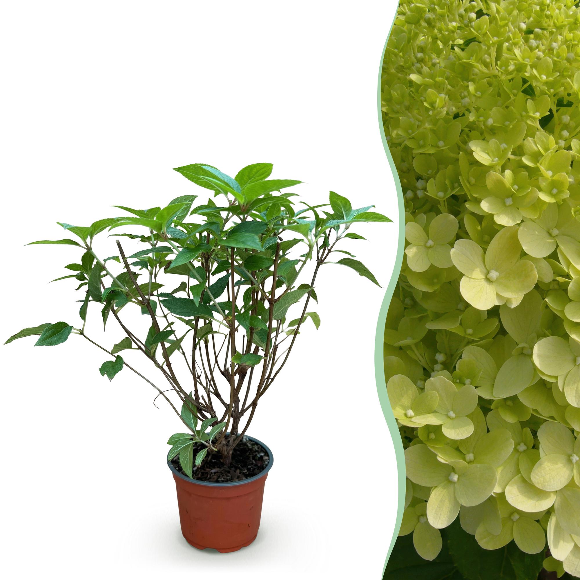 Hydrangea panniculata Limelight, Rispenhortensie, Winterhart, Limettengrün, 1 Pflanze, Topf 12 cm, 20-30 cm