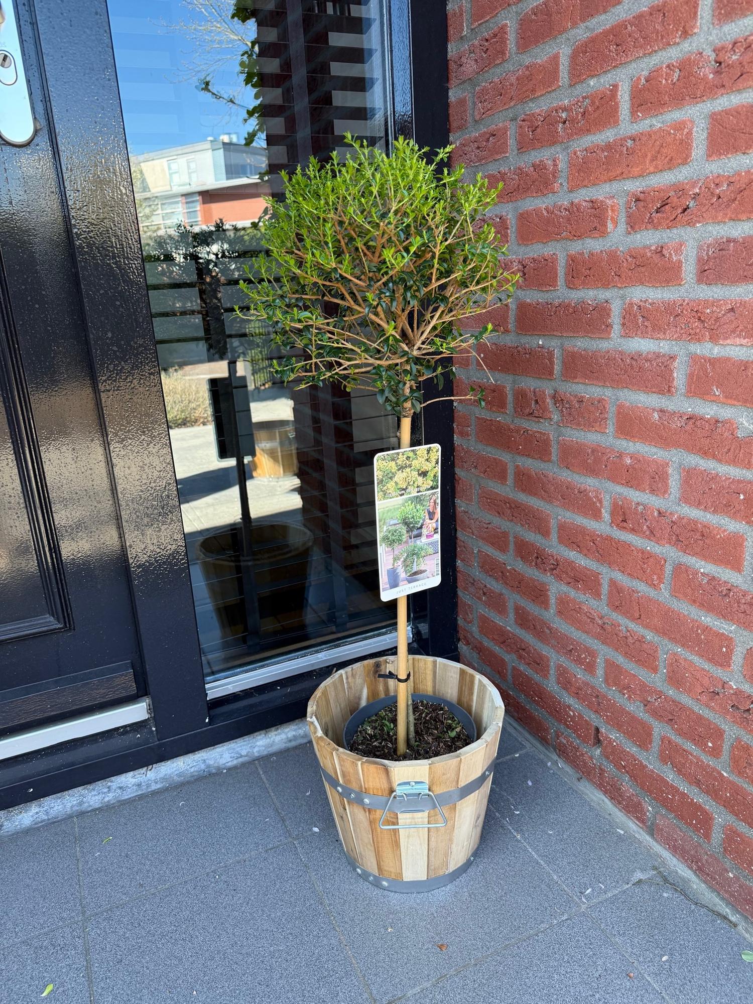 Stamm Pflanze, Ligustrum delavayanum, Terrassenpflanze, Immergrün, Winterhart, Grüne Blätter, Topf 19 cm 90 cm