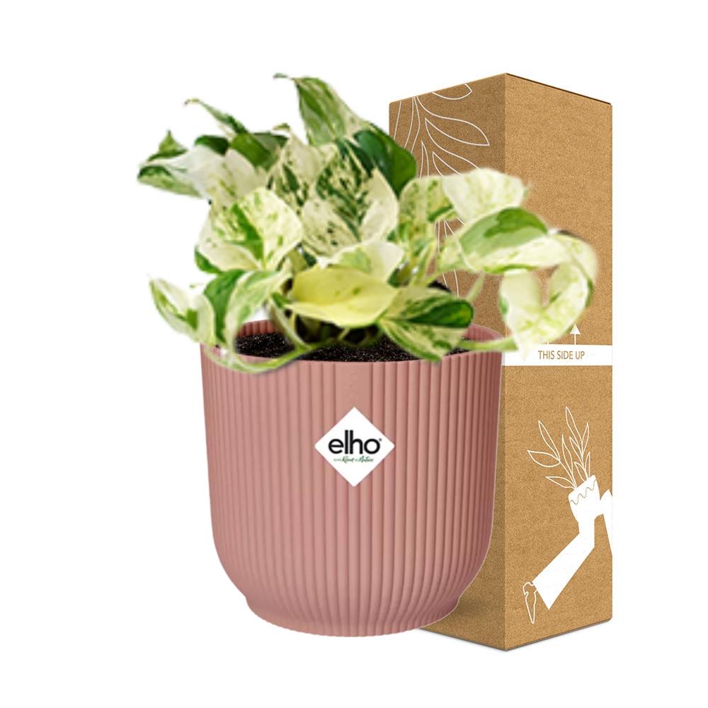 Epipremnum Pinnatum Happy Leaf im ELHO Vibes Fold, 14 cm, rosa