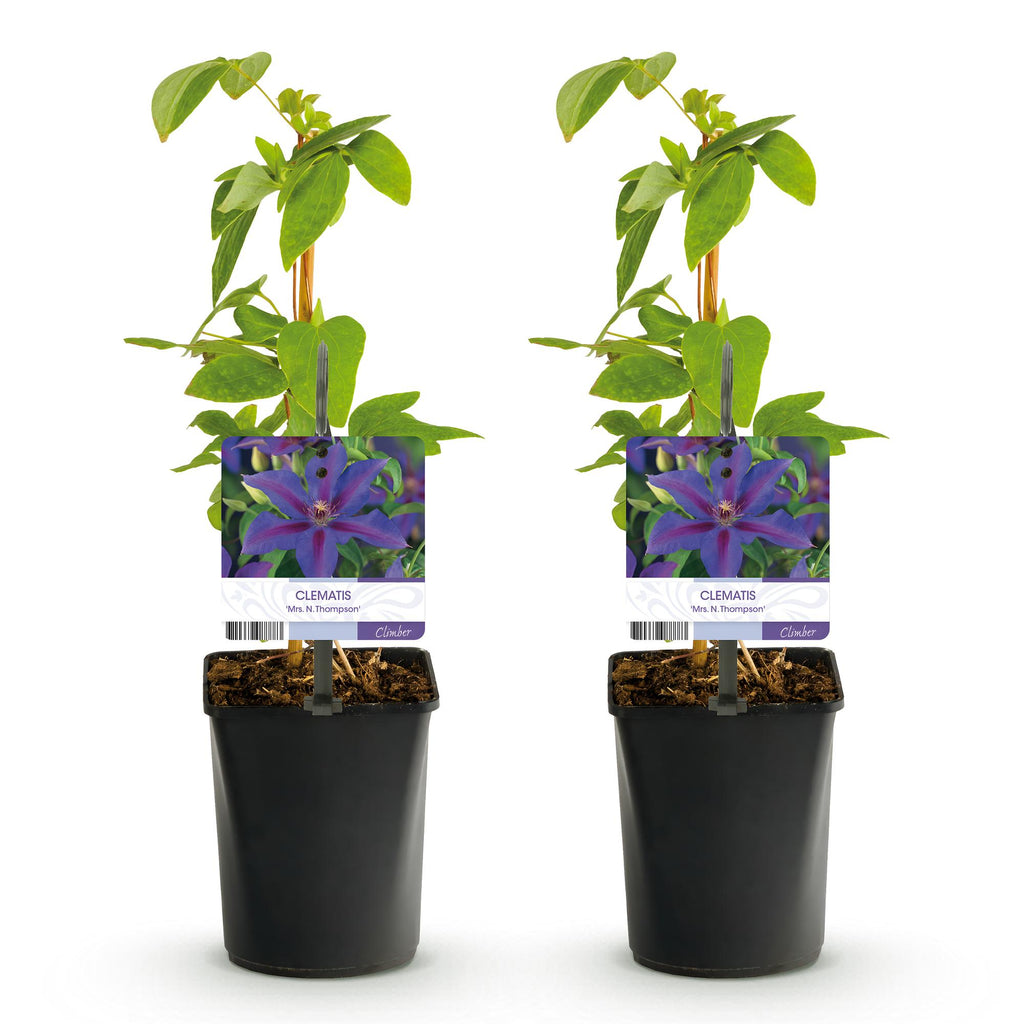 Kletterpflanze, Clematis Mrs. N. Thompson, Blüte Rosa, Wenig Pflege, 2 Pflanzen, Topf 11 cm 40 cm