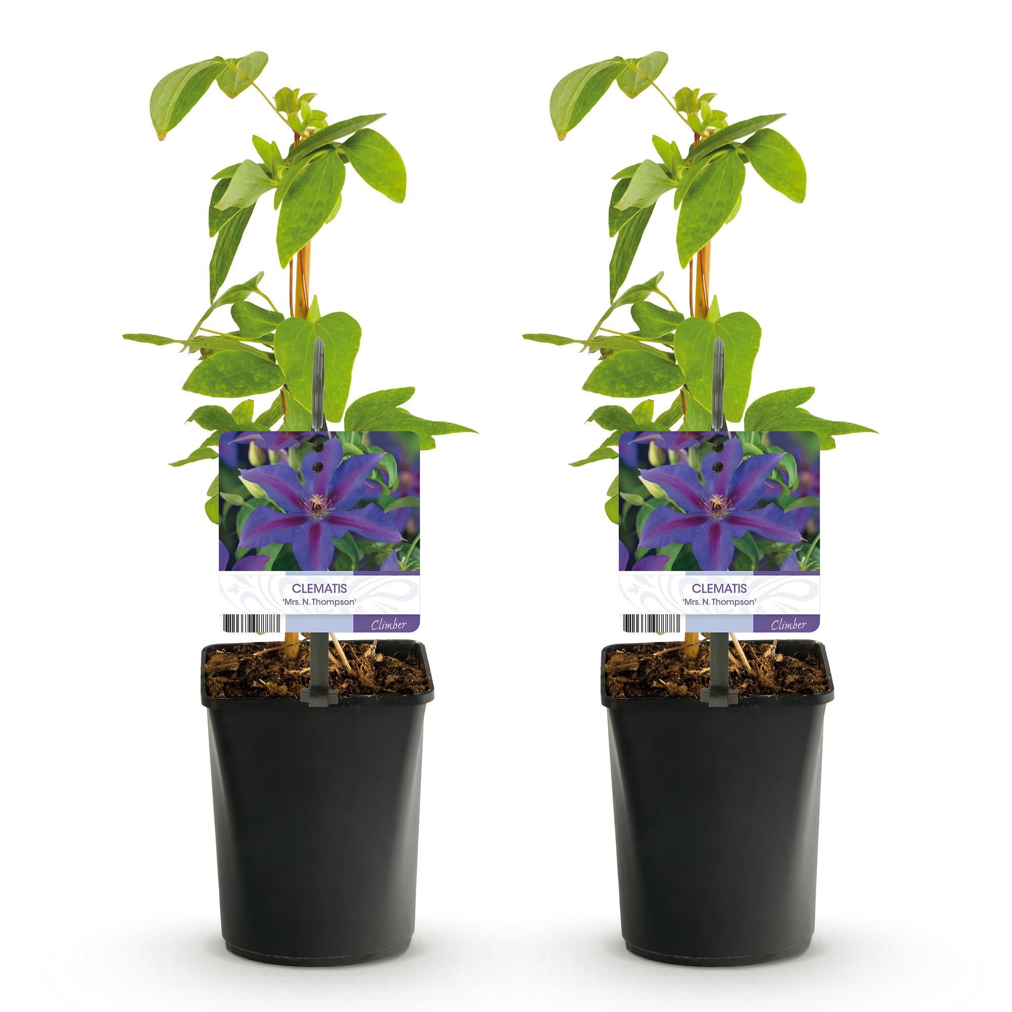 Kletterpflanze, Clematis Mrs. N. Thompson, Blüte Rosa, Wenig Pflege, 2 Pflanzen, Topf 11 cm 40 cm
