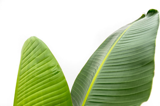Strelitzia augusta – 220cm – Ø30