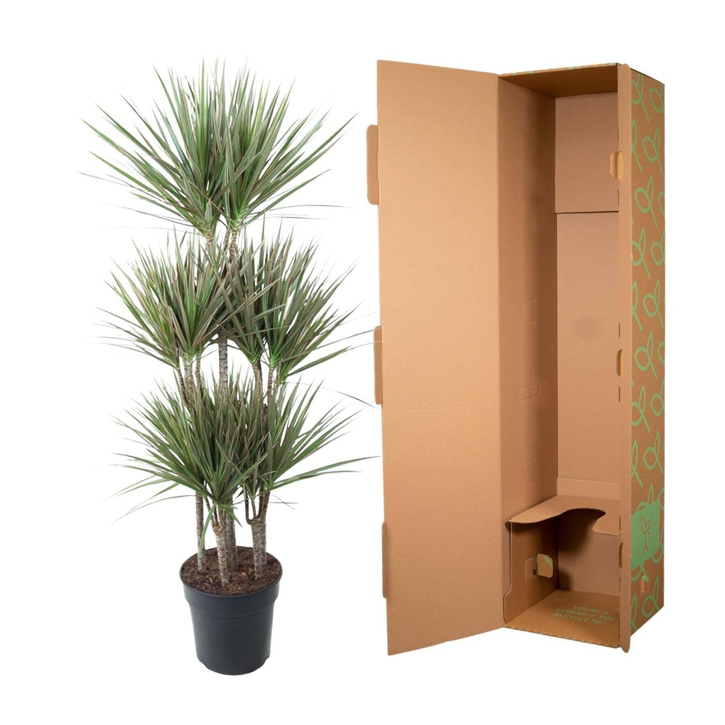 Dracaena bicolor carrousel – 150 cm – ø31 - Botanic-Vibes