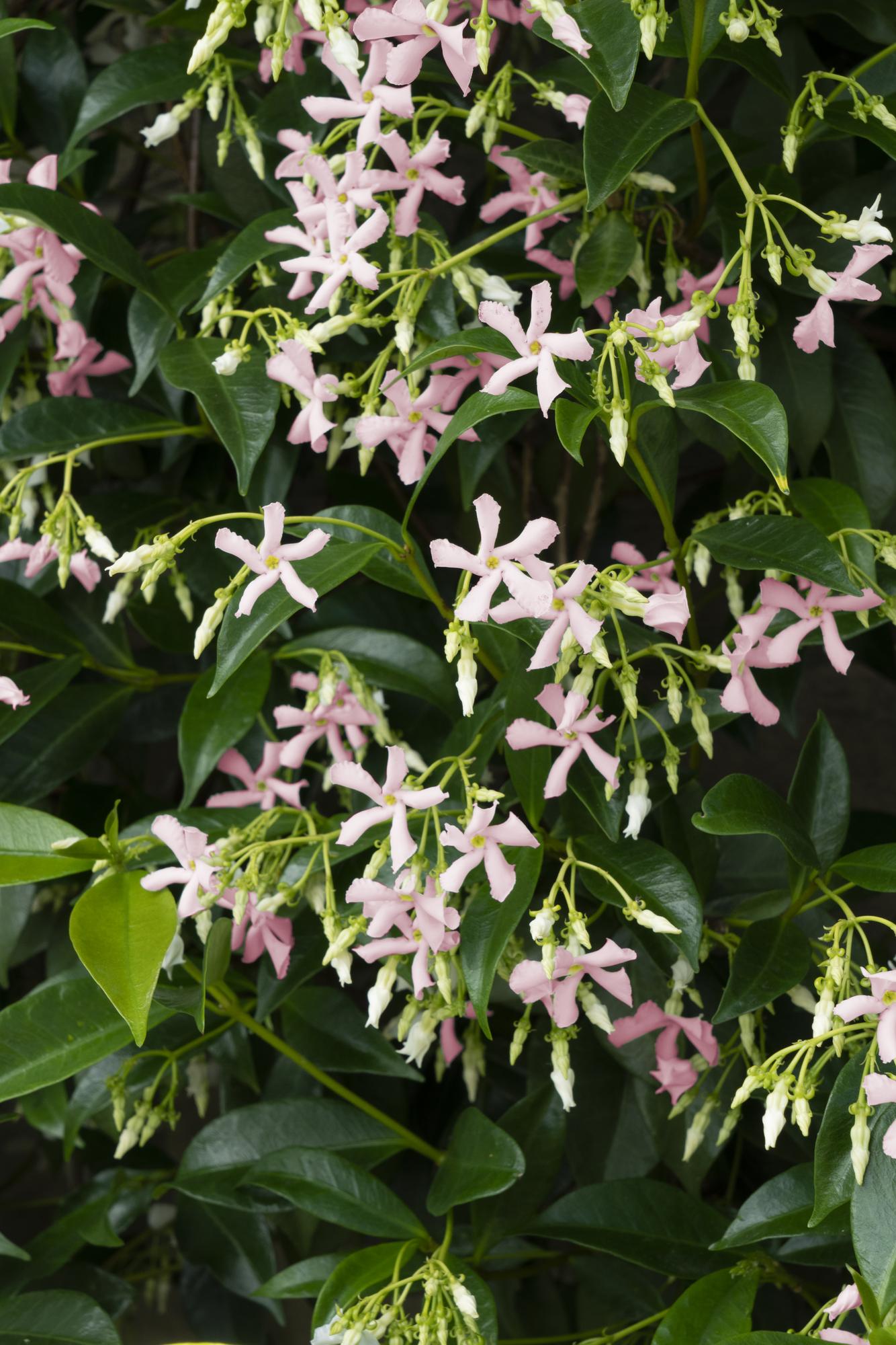 Trachelospermum 'Star of Ibiza', Toskanischer Jasmin Rosa, Ø15 cm, 65 cm
