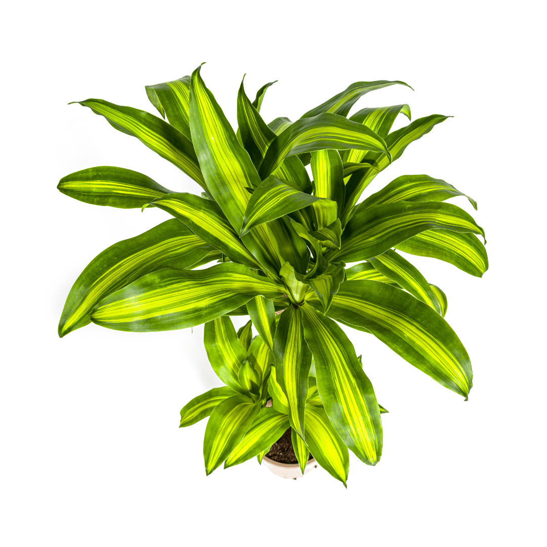 Dracaena Fragrans Massangeana Ø21cm - ↕90 - 110cm - Botanic-Vibes