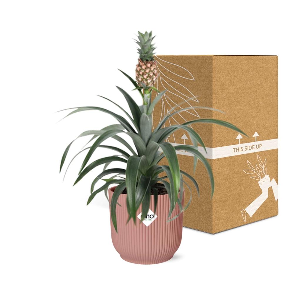Mother's Day, Ananas Mi Amigo im ELHO Vibes Fold, 14 cm, rosa