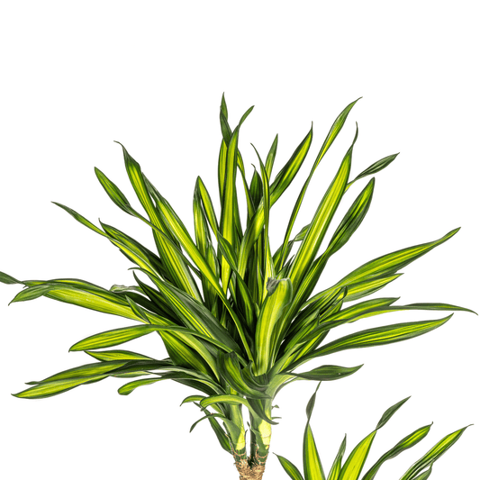 Dracaena Deremensis Rikki Ø24cm - ↕130 - 150cm - Botanic-Vibes