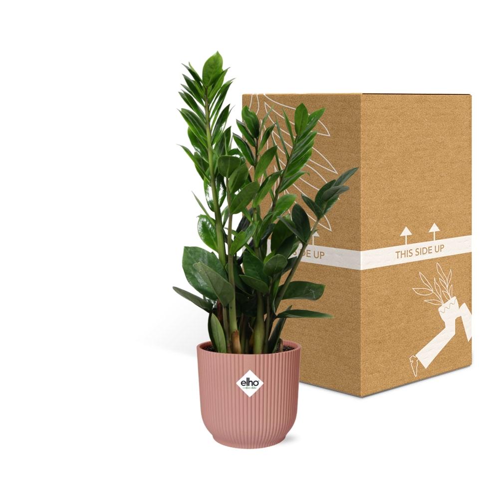 Zamioculcas, Hoogte 45-50 im ELHO Vibes Fold, 14 cm, rosa