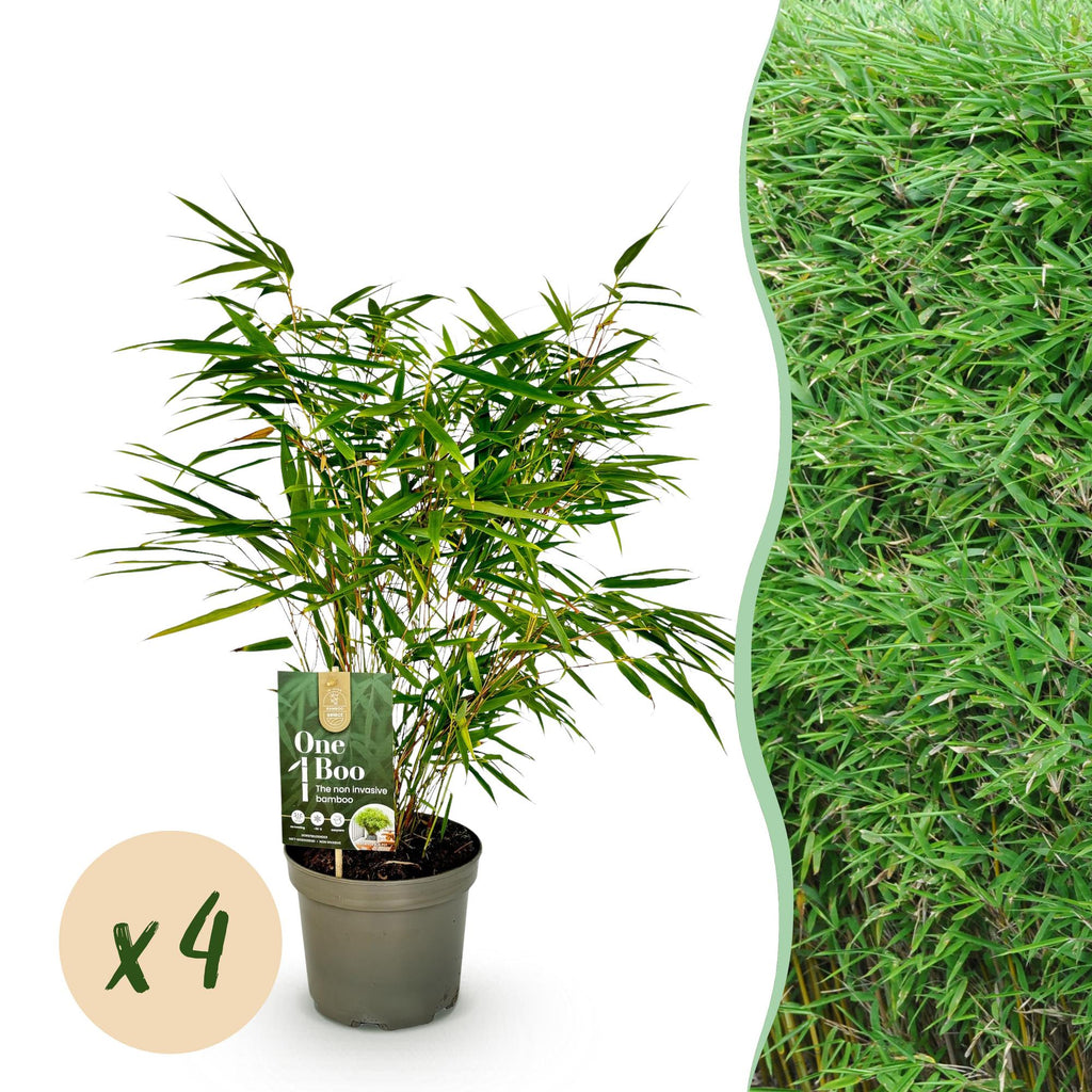 GreenboutiQ, Bambus, Fargesia rufa, Grün, Immergrün, Nicht Ausbreitend, Topf 17cm Höhe 60cm