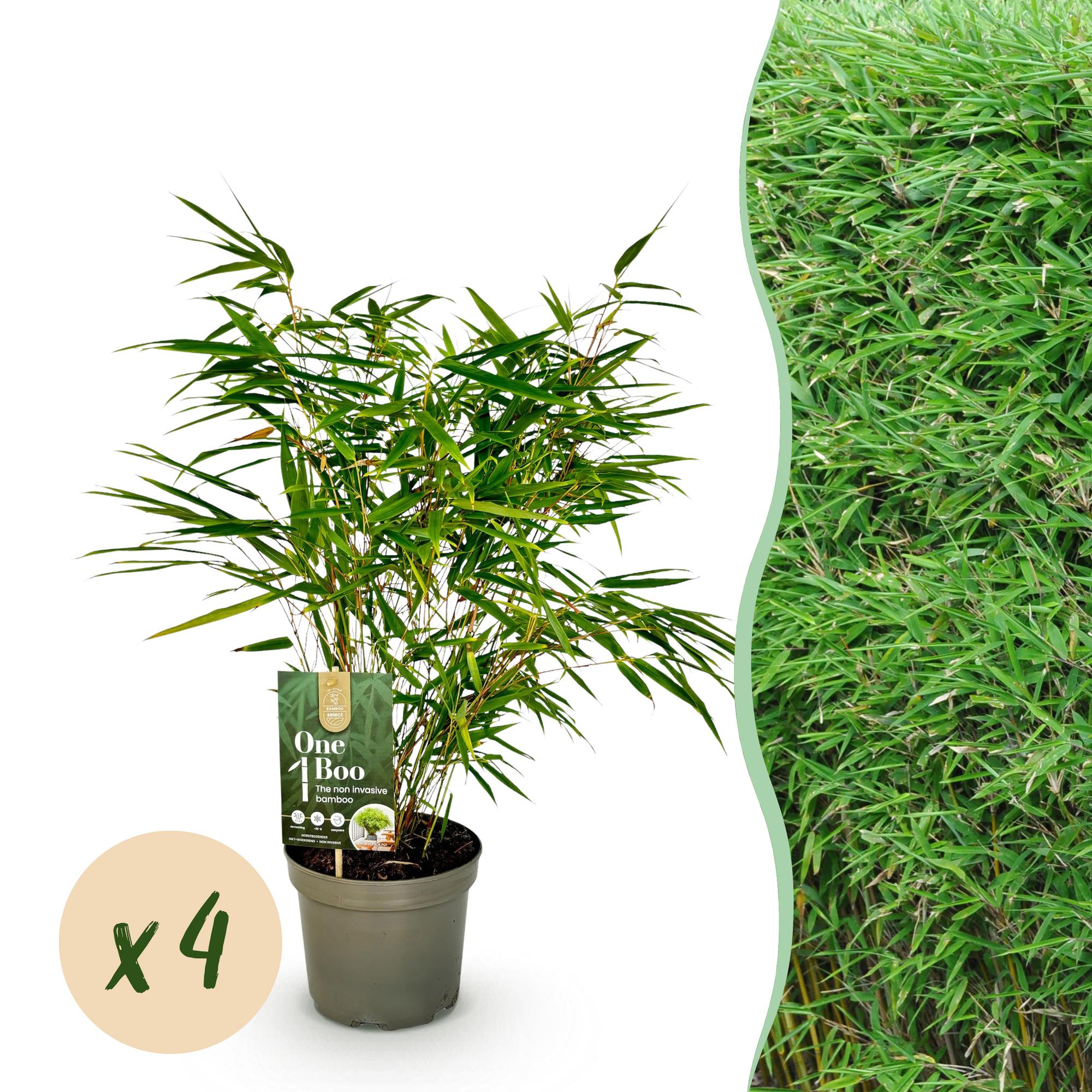 GreenboutiQ, Bambus, Fargesia rufa, Grün, Immergrün, Nicht Ausbreitend, Topf 17cm Höhe 60cm